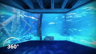 Audubon Aquarium - Stingray Experience