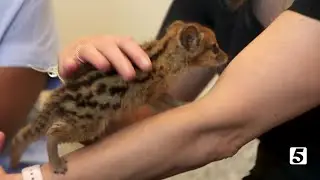 Nashville Zoo Babies
