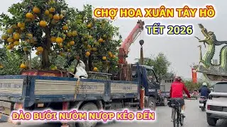 BƯỞI ĐÀO NƯỜM NƯỢP KÉO VỀ CHỢ HOA XUÂN TÂY HỒ TẾT 2026