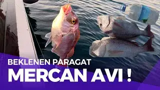 ŞAFAK VAKTİ MERCAN AVI – BALIKLARA SÜRPRİZ OPERASYON!