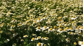 Spring Daisies | 4K Stock Footage