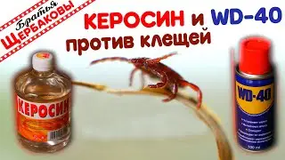 КЕРОСИН И WD-40 ПРОТИВ КЛЕЩЕЙ. ТЕСТ народного средства&hellip;