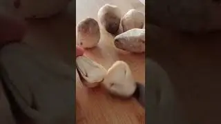 Paddy Straw Mushrooms Cutting#shorts#mushroom#satisfying#asmr