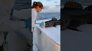 Monster fish eat whole chicken in Florida 🤯 Part 86 #monsterfish #fishvideo #fish #fishingvideo