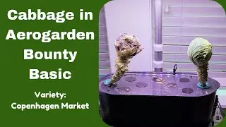 Grow Cabbage in Aerogarden Bounty Basic Hydroponics System, Copenhagen Market