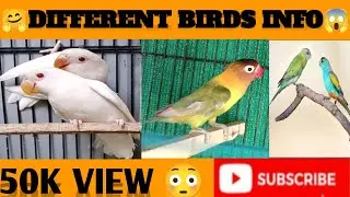 different bird sounds for babies 07_MAy_2023🤗