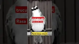 Trucukan gacor ropel rasa cucak rowo #trucukangacor #shorts #shortsvideo #shortsfeed #shortsviral
