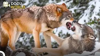 Animals With The Strongest Jaw Pressure of Wildlife | Animal Armory