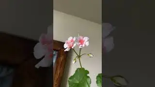 Geraniums #geraniums #flowers #pretty #fyp #likesharesubscribe #canadalife #houseplants #lmao ￼