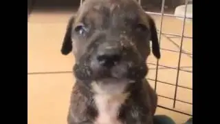 Cucciolo che piange