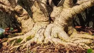How to create Nebari in Bonsai Tree | Root training For High quality Results