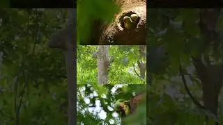 #Mostunique #sweetsongs #cuteparrot #indianringneck #funnyparrot #trending #uniqueshorts #mittoo .