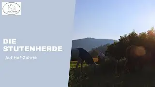 Stutenherde - Hof Zahrte