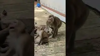 Great video of monkey family, Kind Jane family looks adorable and friendly