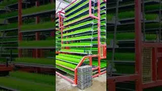 Vertical hydroponic fodder system Motive Barley grow machine
