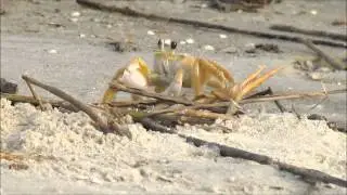 Ghost Crab