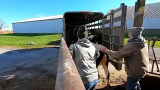 Moving cattle all over the place