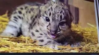 The Leopard Cub Song