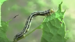 Tiny green inchworm, or 'cankerworm,' taking over Dallas-Fort Worth trees and cars
