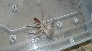 Palystes cf castaneus (Rain Spider) feeding from tweezers