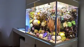 GERMAN REEF TANKS - Mixed Coral Aquarium (400 Liter / 100 Gallon) *epic scape*