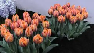Tulip 