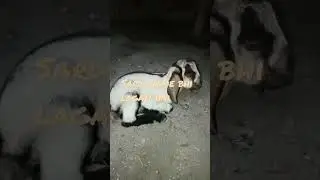 #shorts #viral #viralvideo #ytshorts #goatproblems