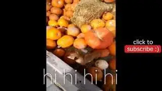 [NachoCam] Dog Vs Pumpkin Patch - Dog Vines 4