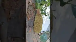 kathal ka ped 🌳🥔