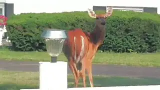 Deer wagging tail like a dog