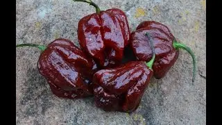 ⟹ Тринидад Дугла a.k.a. Шоколад 7 Перец Перец, Capsicum chinense ОБЗОР РАСТЕНИЙ
