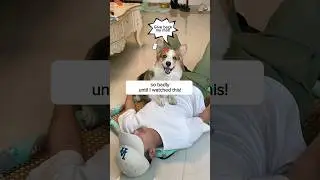 Get this Snuggly Cooling Mat to keep your dog cool in summer!!🐕🌞🆒