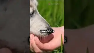Can Dogs Really Understand Human Emotions? Science Behind the Bond! 🐶❤️ #dogs #dogtherapy