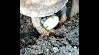 Box turtle laying eggs 2019