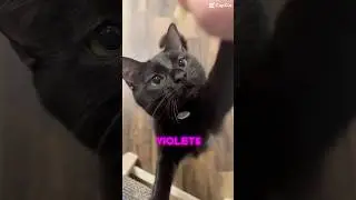 Roses are red violets are blue/CAT