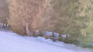 Weinebene in Steiermark, Austria in winter Horizontal - Slow TV