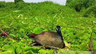 // Bronze-winged Jacana Nest // Metopidius indicus Nest //