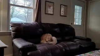 Mimi the Shih-poo puppy praying with our Manx kitten.