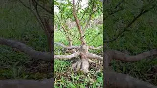 ANTING PUTRI MICRO #bonsai #tutorialbonsai #carabikinbonsai #antingputri #bonsaitree