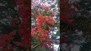 beautiful red flower❤️ krishnachura flower💕 #lovingplanta