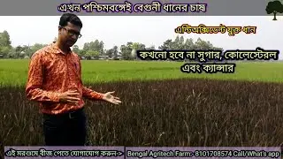 বেগুনী ধান #agriculture #purplerice #paddy #bengalagritech #viralvideo #বেগুনীধান
