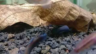 Wild betta persephone