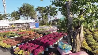 Khám phá đường phố Rạch Giá mùa bông. 