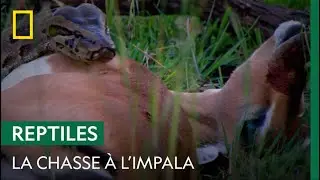 Un python de Seba capture un jeune impala