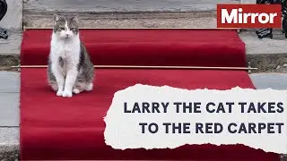 Larry the Cat walks the Downing Street red carpet
