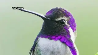 Wildlife photographer captures exotic birds on camera