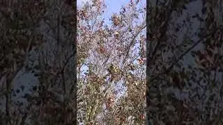 from one to another #louisiana #swamp #nature #videography #vhs