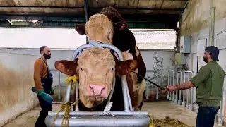 Simmental Bull Meets a New Mate! 🐂 First Interaction & Farm Breeding