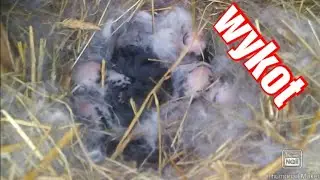 Hodowla królików - wykot samicy - jak pozbyć się kreta