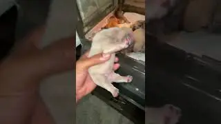 Frenchie pups 1 week taste of the rainbow 🌈 #fluffycarrier #puppies #welping #frenchbulldog